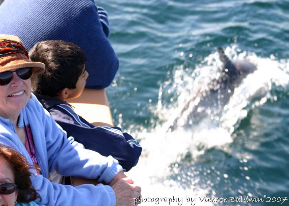 Whale Watching Trips