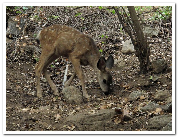 Fawn