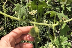 Grazia Caroselli - 44F88BD6-E5DA-4FAA-A442-EB8CFDC8B757